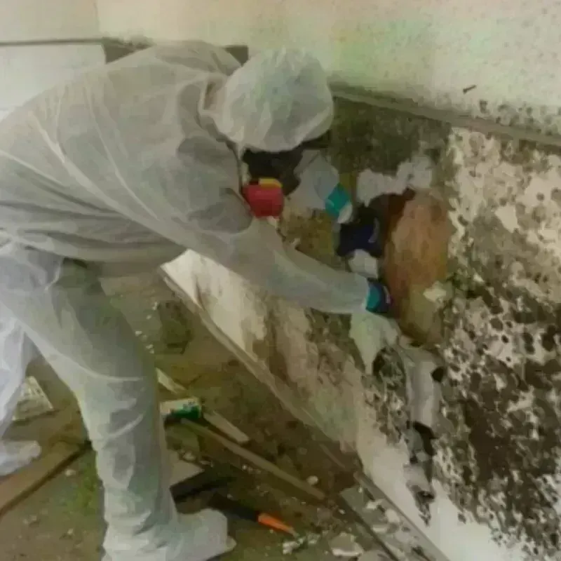 Mold Remediation and Removal in Clay City, KY